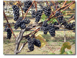 Grapes on Vine