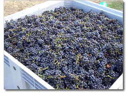 Grapes in Container